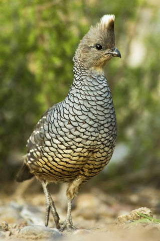 TX, McAllen Wild scaled quail foraging for food Black Ornate Wood Framed Art Print with Double Matting by Welling, Dave