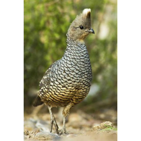 TX, McAllen Wild scaled quail foraging for food Black Modern Wood Framed Art Print by Welling, Dave