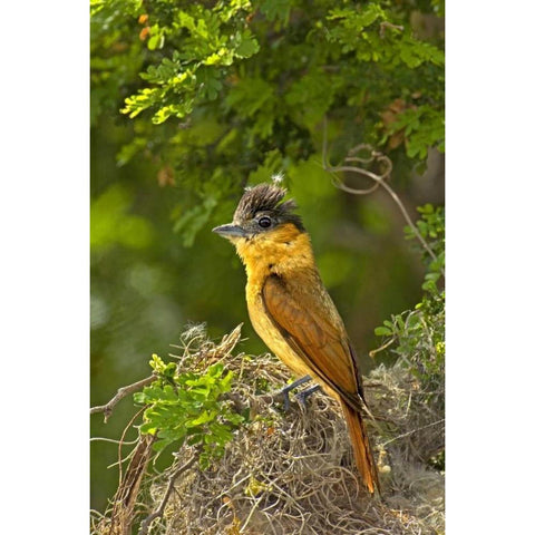 TX, Santa Ana NWR Rose-throated becard on nest Gold Ornate Wood Framed Art Print with Double Matting by Welling, Dave