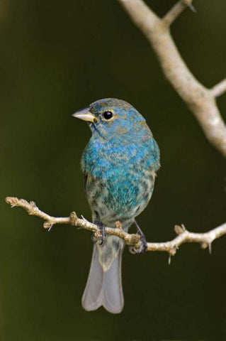 TX, South Padre Island Indigo bunting on branch Black Ornate Wood Framed Art Print with Double Matting by Welling, Dave