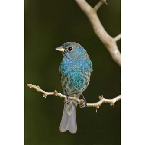 TX, South Padre Island Indigo bunting on branch Black Modern Wood Framed Art Print with Double Matting by Welling, Dave