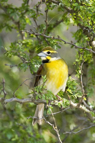 Texas, South Padre Isl Male dickcissel on branch White Modern Wood Framed Art Print with Double Matting by Welling, Dave