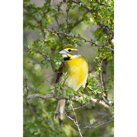 Texas, South Padre Isl Male dickcissel on branch White Modern Wood Framed Art Print by Welling, Dave