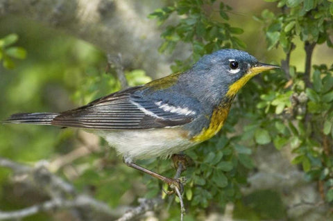 TX, South Padre Island Northern parula on tree White Modern Wood Framed Art Print with Double Matting by Welling, Dave