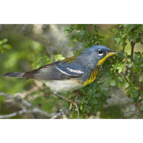 TX, South Padre Island Northern parula on tree White Modern Wood Framed Art Print by Welling, Dave