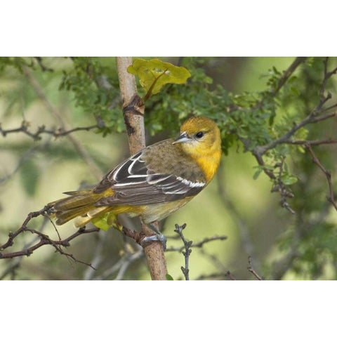 TX, South Padre Island, Female Baltimore oriole Black Modern Wood Framed Art Print by Welling, Dave