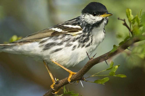 TX, Blackpoll warbler in breeding plumage Black Ornate Wood Framed Art Print with Double Matting by Welling, Dave