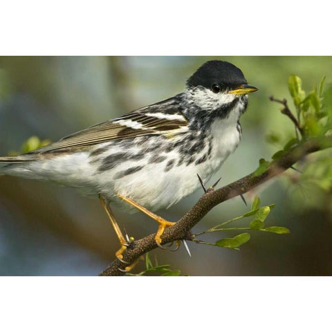 TX, Blackpoll warbler in breeding plumage Gold Ornate Wood Framed Art Print with Double Matting by Welling, Dave