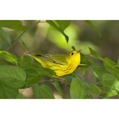 TX, South Padre Island Yellow warbler in shrubs White Modern Wood Framed Art Print by Welling, Dave