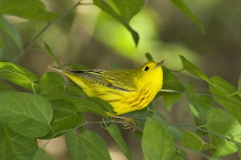 TX, South Padre Island Yellow warbler in shrubs Black Ornate Wood Framed Art Print with Double Matting by Welling, Dave