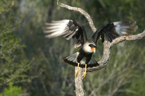 TX, Starr Co, Crested caracara taking flight White Modern Wood Framed Art Print with Double Matting by Welling, Dave