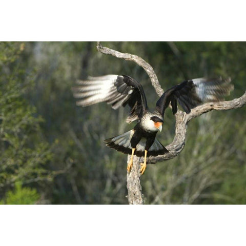 TX, Starr Co, Crested caracara taking flight Black Modern Wood Framed Art Print with Double Matting by Welling, Dave