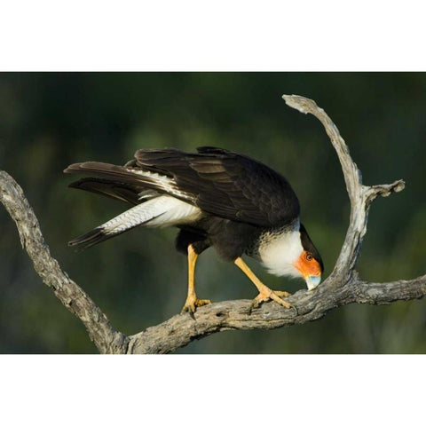 TX, Starr Co, Crested caracara cleaning its bill Black Modern Wood Framed Art Print by Welling, Dave