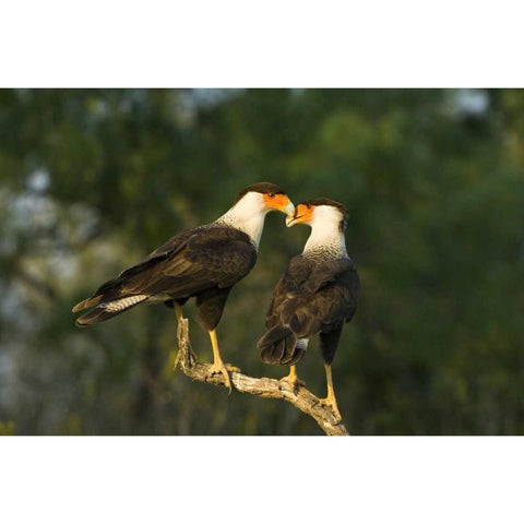 TX, Starr Co, Crested caracara pair on dead snag Black Modern Wood Framed Art Print with Double Matting by Welling, Dave
