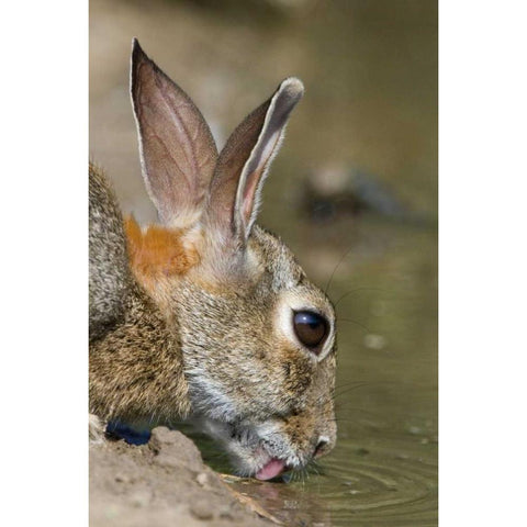 TX, Starr Co, Desert cottontail rabbit drinking Gold Ornate Wood Framed Art Print with Double Matting by Welling, Dave