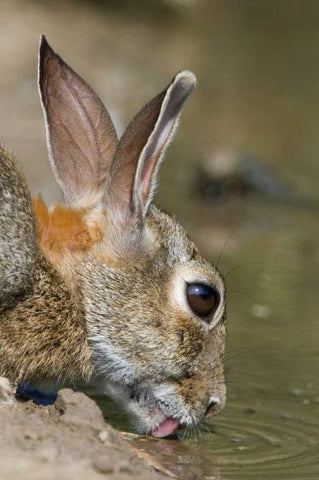 TX, Starr Co, Desert cottontail rabbit drinking Black Ornate Wood Framed Art Print with Double Matting by Welling, Dave