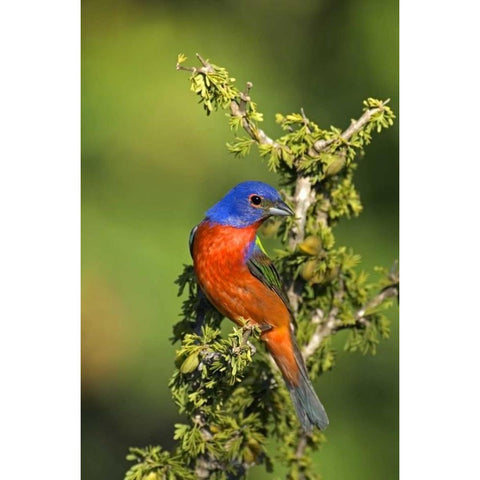 Texas, Tilden Painted bunting perched in tree White Modern Wood Framed Art Print by Welling, Dave