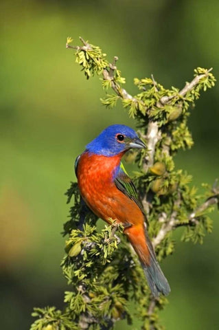 Texas, Tilden Painted bunting perched in tree White Modern Wood Framed Art Print with Double Matting by Welling, Dave