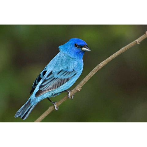TX, South Padre Island Indigo bunting male Gold Ornate Wood Framed Art Print with Double Matting by Welling, Dave