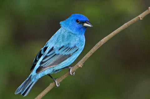 TX, South Padre Island Indigo bunting male White Modern Wood Framed Art Print with Double Matting by Welling, Dave