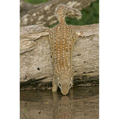 Texas, Starr Co Mexican ground squirrel drinking White Modern Wood Framed Art Print by Illg, Cathy and Gordon