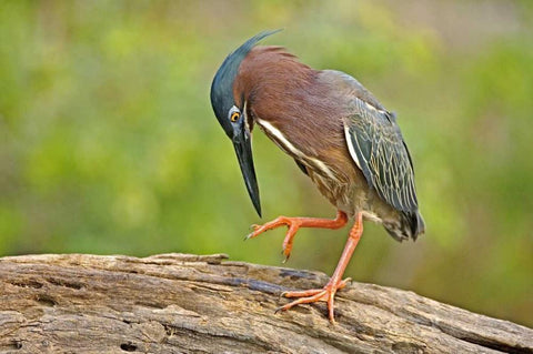 Texas, McAllen Green heron studying its feet Black Ornate Wood Framed Art Print with Double Matting by Welling, Dave