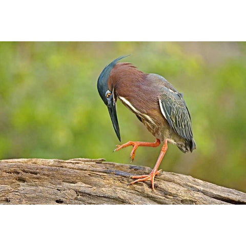 Texas, McAllen Green heron studying its feet Black Modern Wood Framed Art Print by Welling, Dave