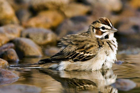 TX, McAllen Lark sparrow bathing in small pond Black Ornate Wood Framed Art Print with Double Matting by Welling, Dave