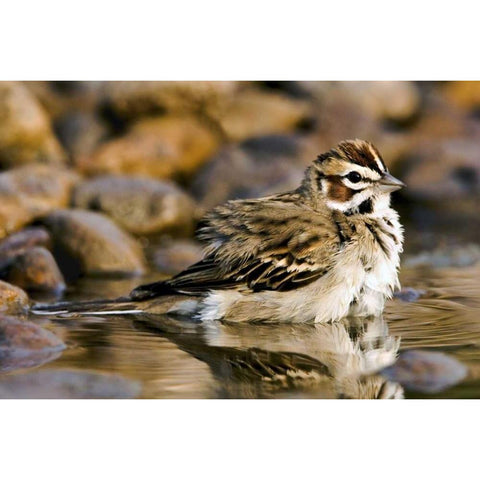 TX, McAllen Lark sparrow bathing in small pond Black Modern Wood Framed Art Print with Double Matting by Welling, Dave