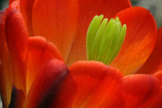 Image Only