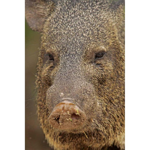 TX, Hidalgo Co, Portrait of collared peccary Black Modern Wood Framed Art Print by Illg, Cathy and Gordon