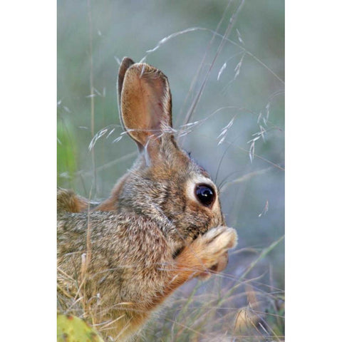 TX, Kimble Co, Cottontail rabbit washing Black Modern Wood Framed Art Print by Illg, Cathy and Gordon