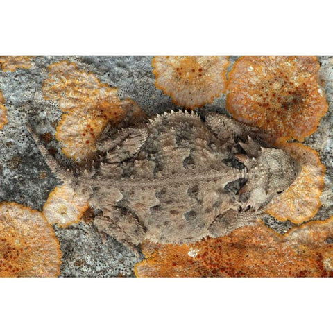 USA, Texas, Kimble County Texas horned lizard Black Modern Wood Framed Art Print by Illg, Cathy and Gordon