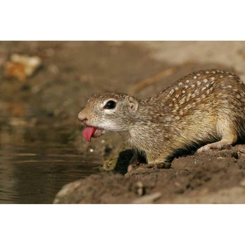 TX, Starr Co, Mexican ground squirrel drinking Black Modern Wood Framed Art Print by Illg, Cathy and Gordon