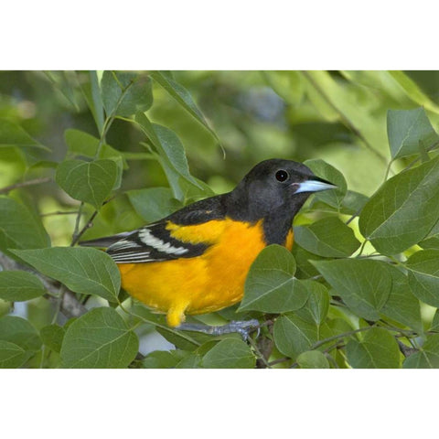 TX, South Padre Isl Portrait of Baltimore oriole Gold Ornate Wood Framed Art Print with Double Matting by Welling, Dave