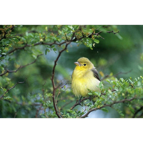 TX, South Padre Island Scarlet tanager on limb Gold Ornate Wood Framed Art Print with Double Matting by Welling, Dave
