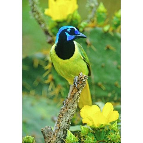 TX, McAllen Green jay among opuntia flowers Black Modern Wood Framed Art Print by Welling, Dave
