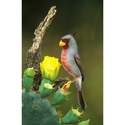 TX, McAllen Pyrrhuloxia on dead branch opuntia Gold Ornate Wood Framed Art Print with Double Matting by Welling, Dave