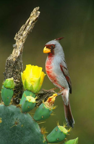 TX, McAllen Pyrrhuloxia on dead branch opuntia Black Ornate Wood Framed Art Print with Double Matting by Welling, Dave