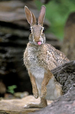 TX, Wild desert cottontail rabbit with tongue out White Modern Wood Framed Art Print with Double Matting by Welling, Dave