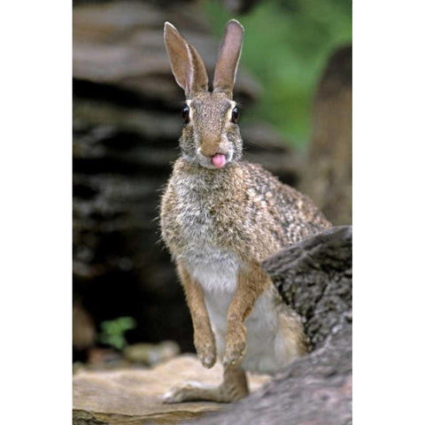 TX, Wild desert cottontail rabbit with tongue out Black Modern Wood Framed Art Print by Welling, Dave