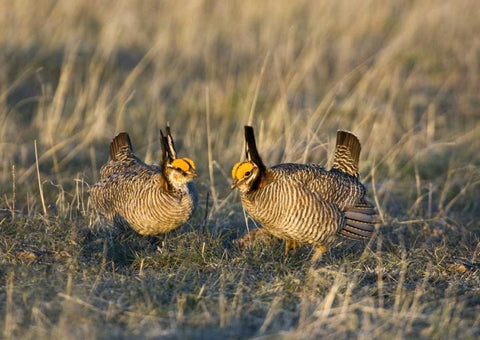 TX, Wild lesser prairie chicken males on lek Black Ornate Wood Framed Art Print with Double Matting by Welling, Dave