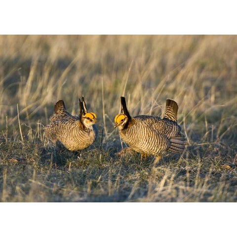 TX, Wild lesser prairie chicken males on lek Black Modern Wood Framed Art Print by Welling, Dave