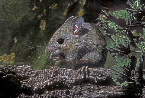 Texas, McAllen Wild deer mouse eating on log Black Ornate Wood Framed Art Print with Double Matting by Welling, Dave