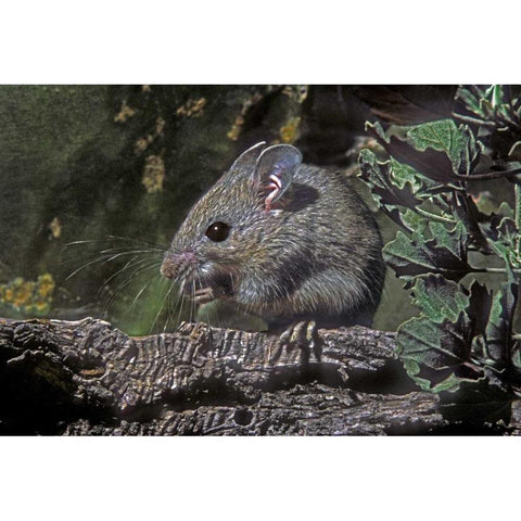 Texas, McAllen Wild deer mouse eating on log Gold Ornate Wood Framed Art Print with Double Matting by Welling, Dave