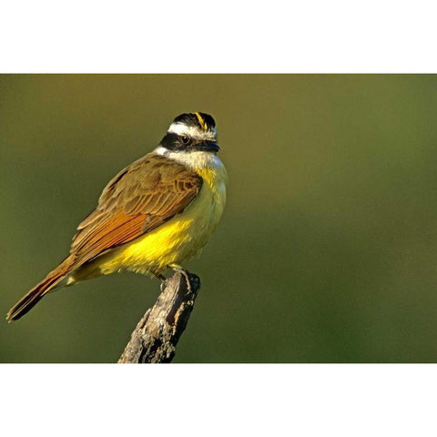 TX, McAllen Greater kiskadee perched on limb Black Modern Wood Framed Art Print with Double Matting by Welling, Dave
