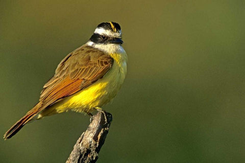 TX, McAllen Greater kiskadee perched on limb White Modern Wood Framed Art Print with Double Matting by Welling, Dave
