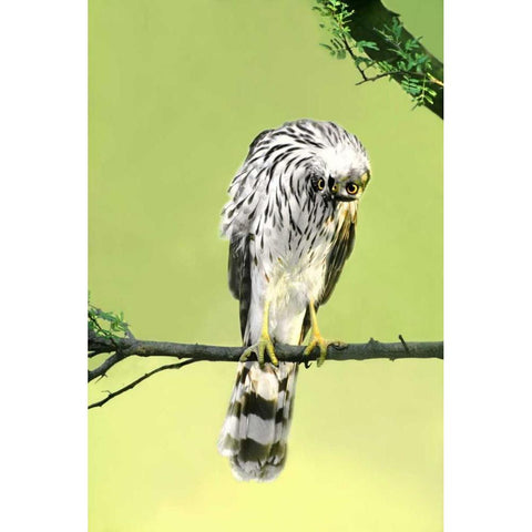 TX, McAllen Wild Coopers hawk with head inverted White Modern Wood Framed Art Print by Welling, Dave