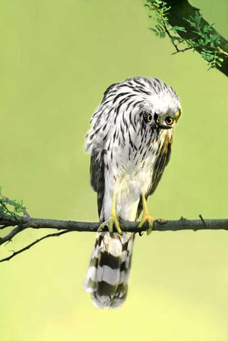 TX, McAllen Wild Coopers hawk with head inverted White Modern Wood Framed Art Print with Double Matting by Welling, Dave