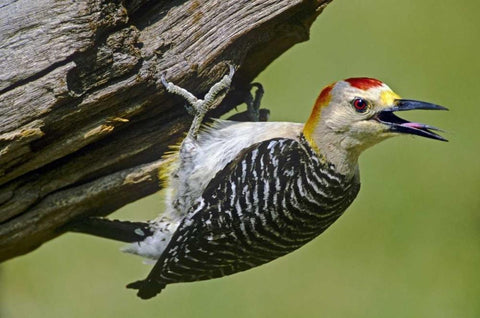 TX, McAllen Gold-fronted woodpecker on log White Modern Wood Framed Art Print with Double Matting by Welling, Dave